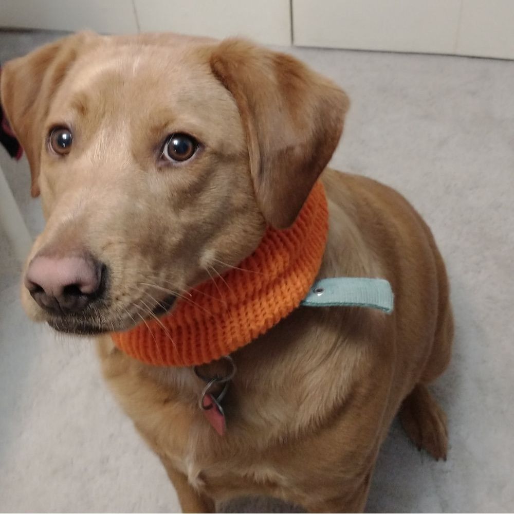 Hand Crafted Medium Knit Dog Scarve Pet clothes Knit infinity Holiday Winter - Picture 3 of 8